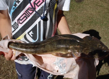 Queensland flatty